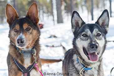 Huskies