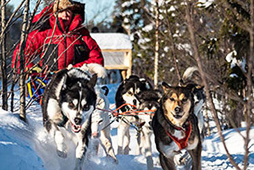 Husky Tour