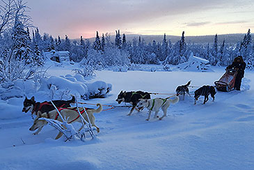 Urlaub Lappland Hundeschlitten
