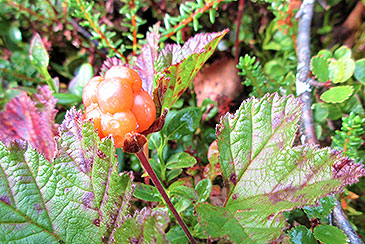 Lappland Flora