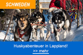 Hundeschlitten Lappland